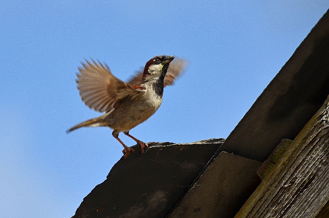 12 07 13_5006_edited-1.jpg - HOUSE SPARROW - BNSS COACH TRIP TO SAMPSONS PERCHERON STUD - 12.7.13